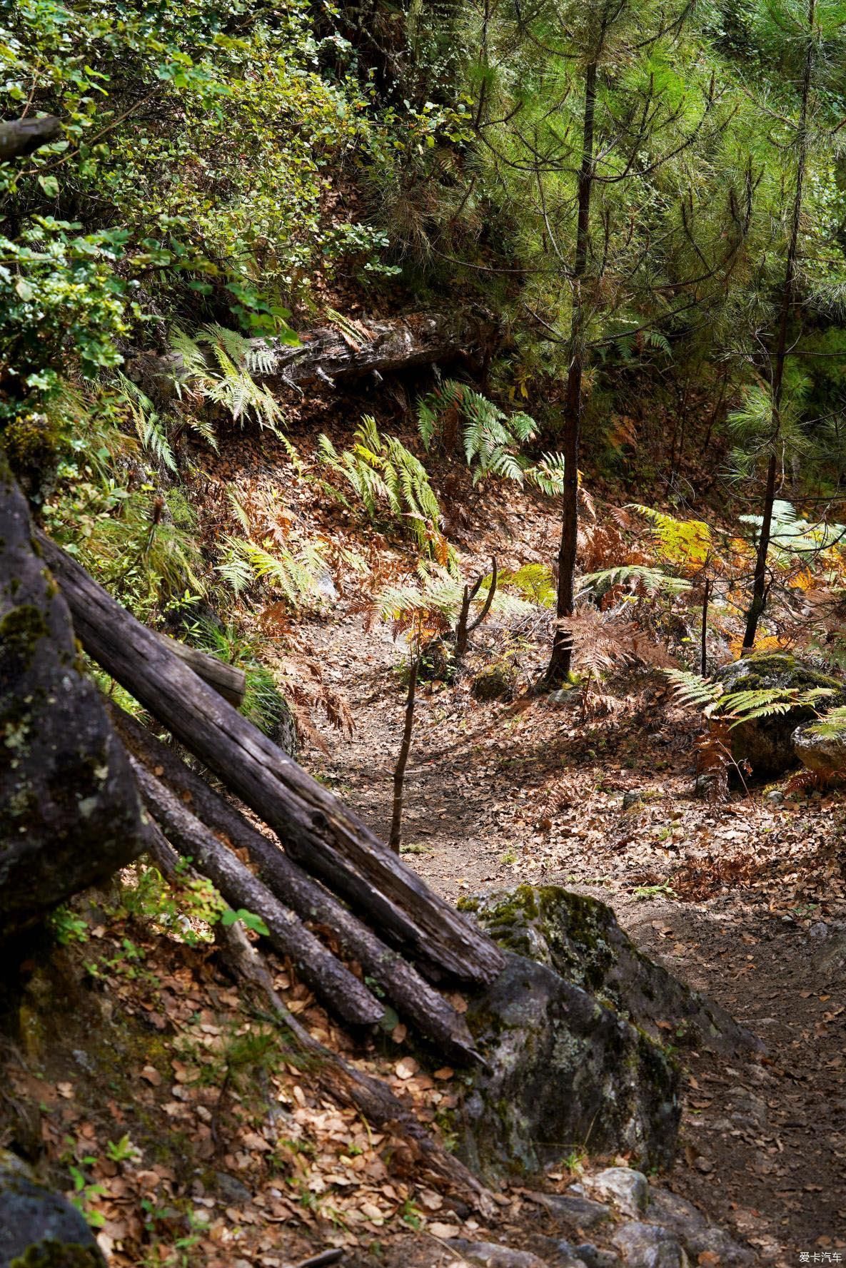 独自自驾游 欣赏最美的岗云杉林 体验环藏之旅的慢生活