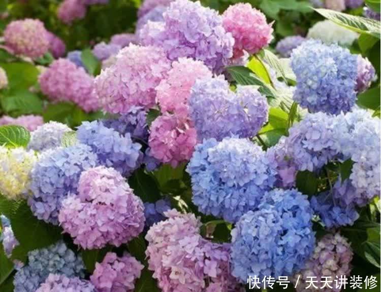 正月二十六,家里养上4种花,寓意财源滚滚来,你家有吗?