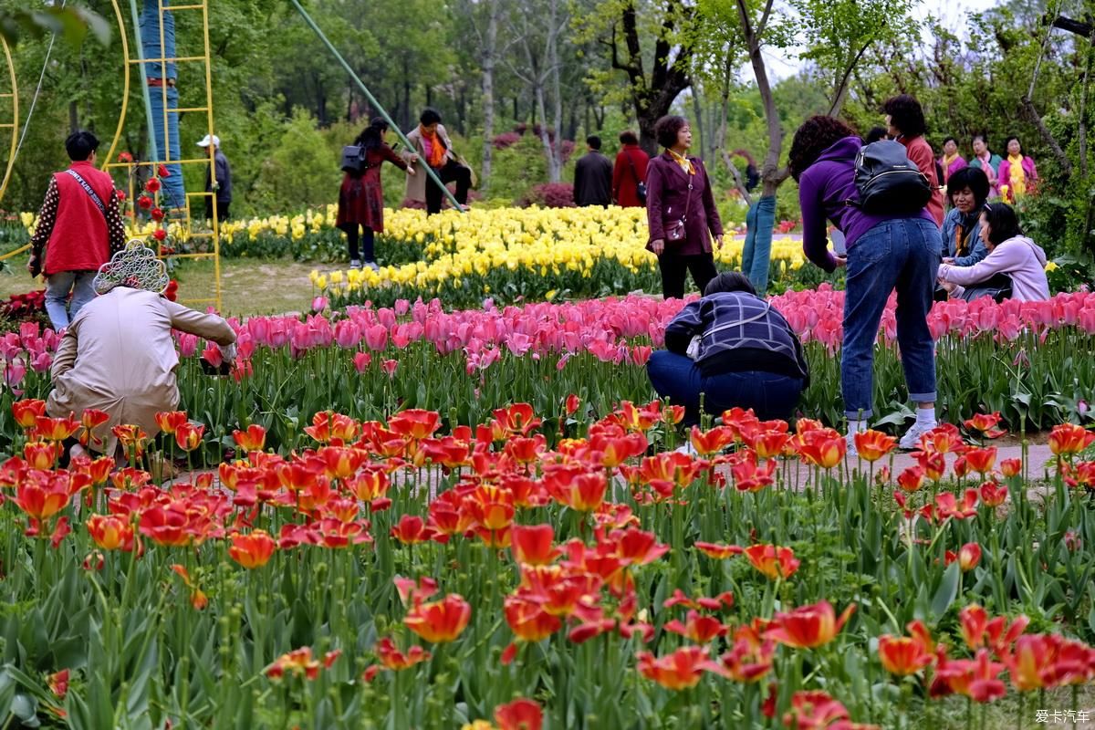 植物园姹紫嫣红是老人聚会的好地方【严建设】