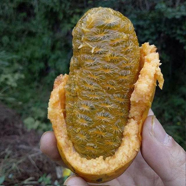 子宫|女性不想子宫早衰,晚上当零食吃几个,保养卵巢,更显年轻