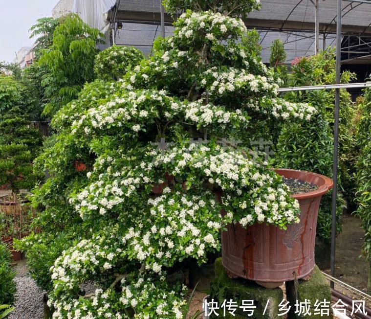 6种“小盆景”,越小越值钱,客厅养一盆,能香上几十年