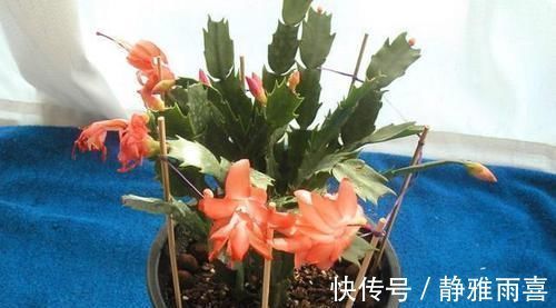 爆盆|养蟹爪兰做好三点，叶肥根壮，开花爆盆，养不好已成过去