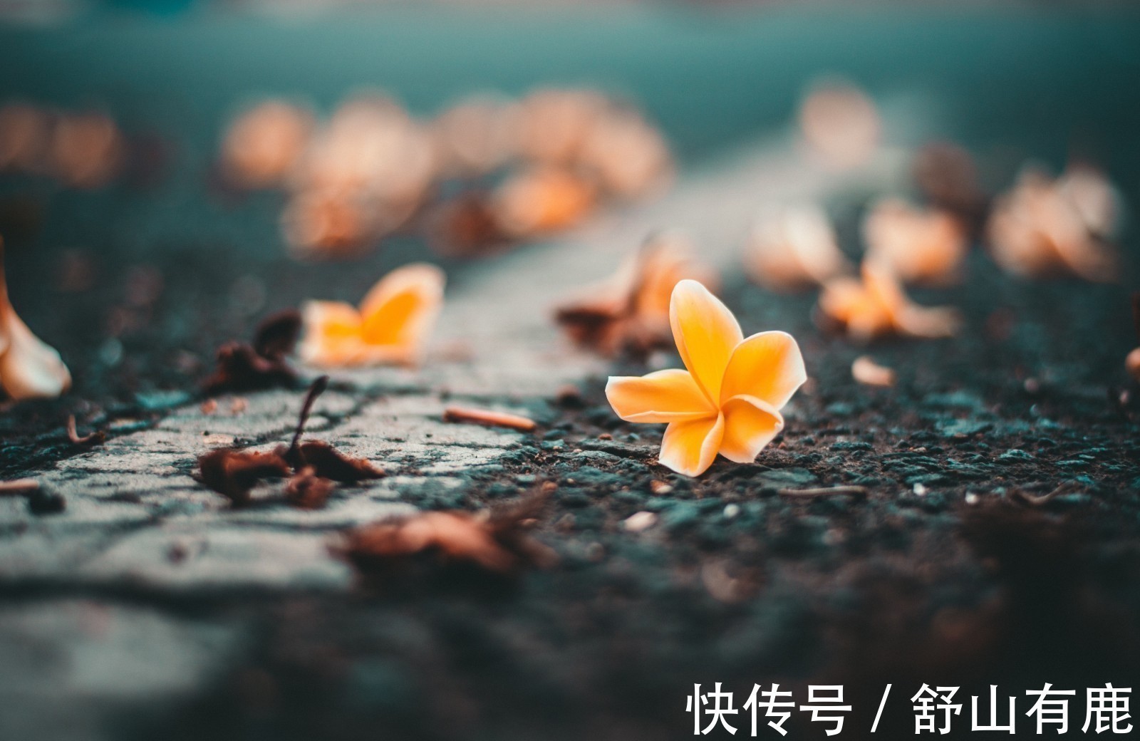 王侯将相@一首流传了二百多年的诗词,写尽了世间的真相,奈何世人糊涂至今