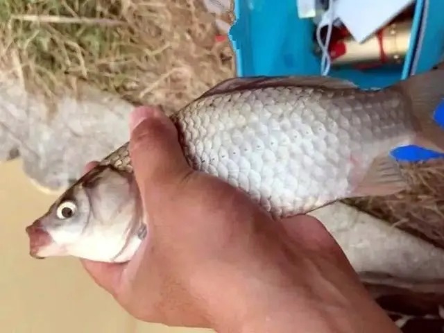 冬钓打窝妙法,注意这三个细节,新手都能轻松爆护