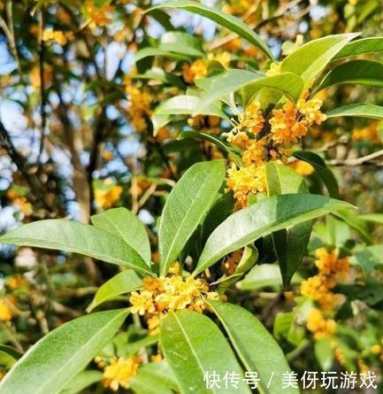 四季桂怎么养,四季开花的5个小秘诀都在这