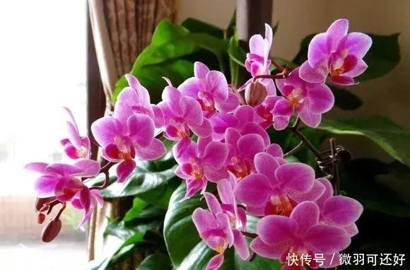 都是“兰花”，这9种便宜又好养，还能开花，比兰花好养10倍