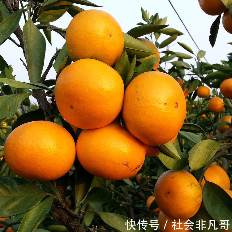 延缓|对身体很好的3种食物,排毒养颜、延缓衰老,早吃早健康