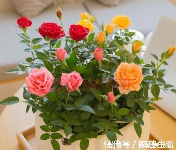 百合花|家里阳台养此款花，新手也能养爆盆，绚丽多彩，沁人心脾