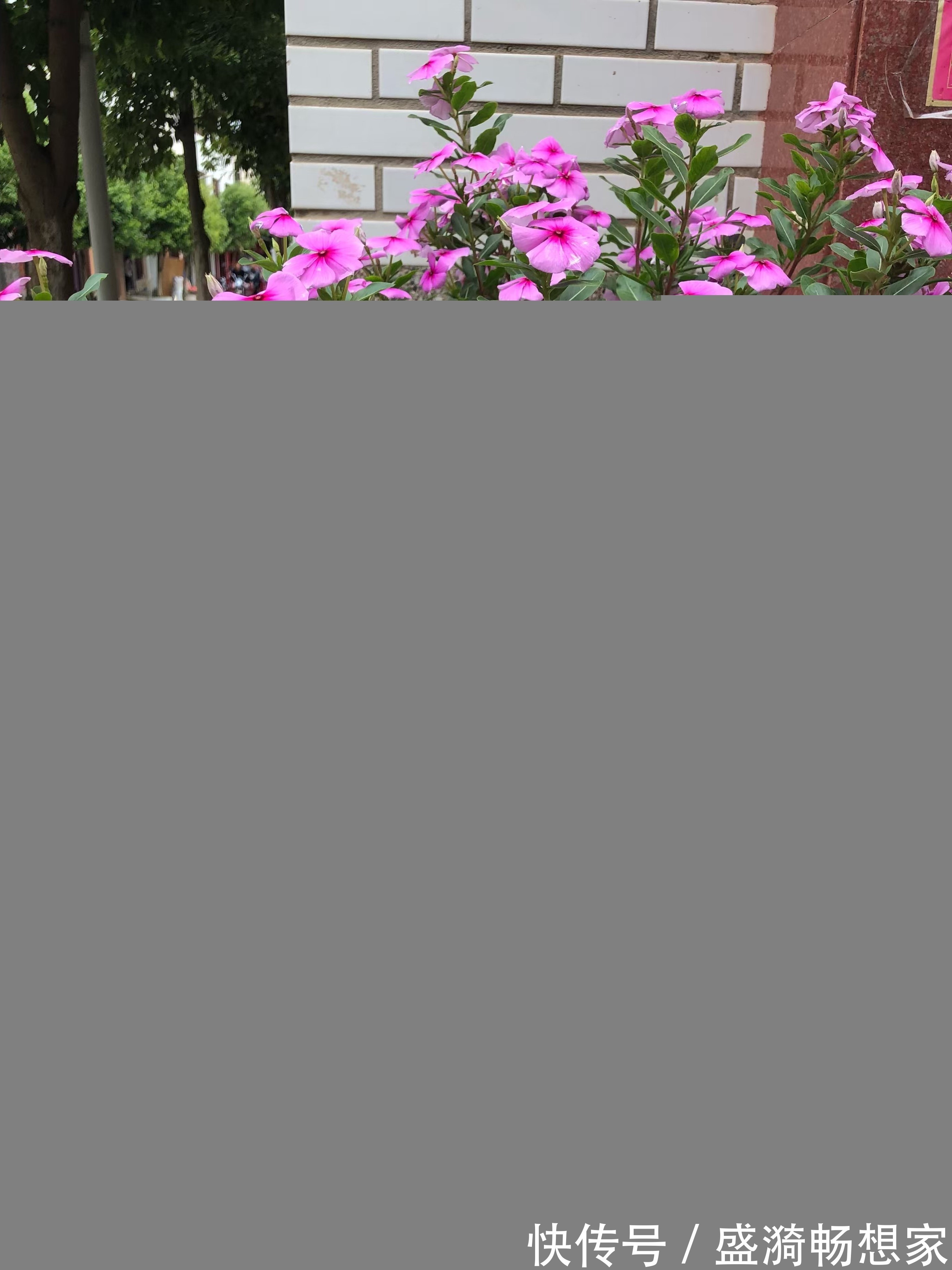 叶片|5种“漂亮花”,从来不生虫,家里干净卫生,花开不断,真省心