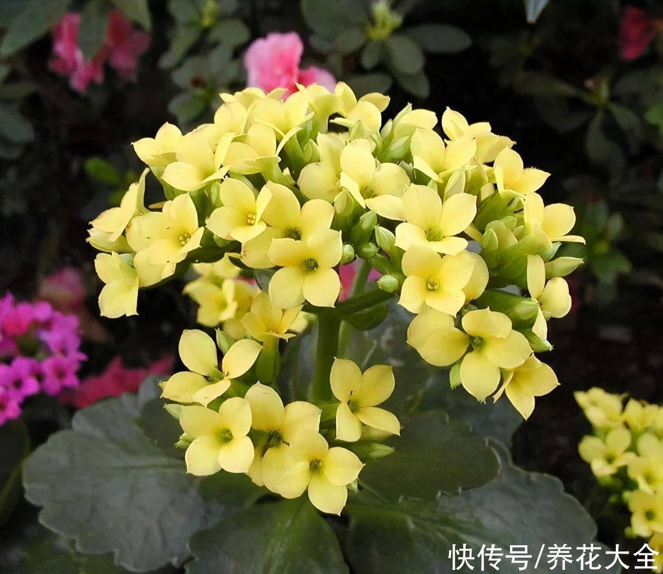  才能|养长寿花，最怕5怕，避开了才能养爆盆