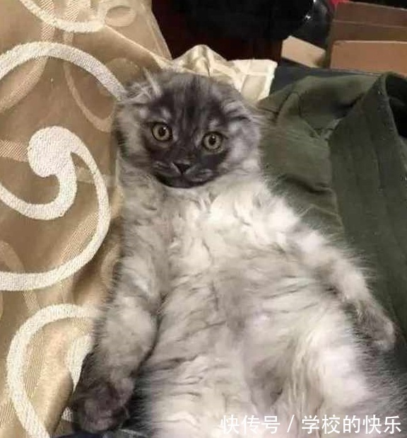 |大肥猫为了不剪指甲太搞笑,努力把自己缩成一只兔子,求主人放过