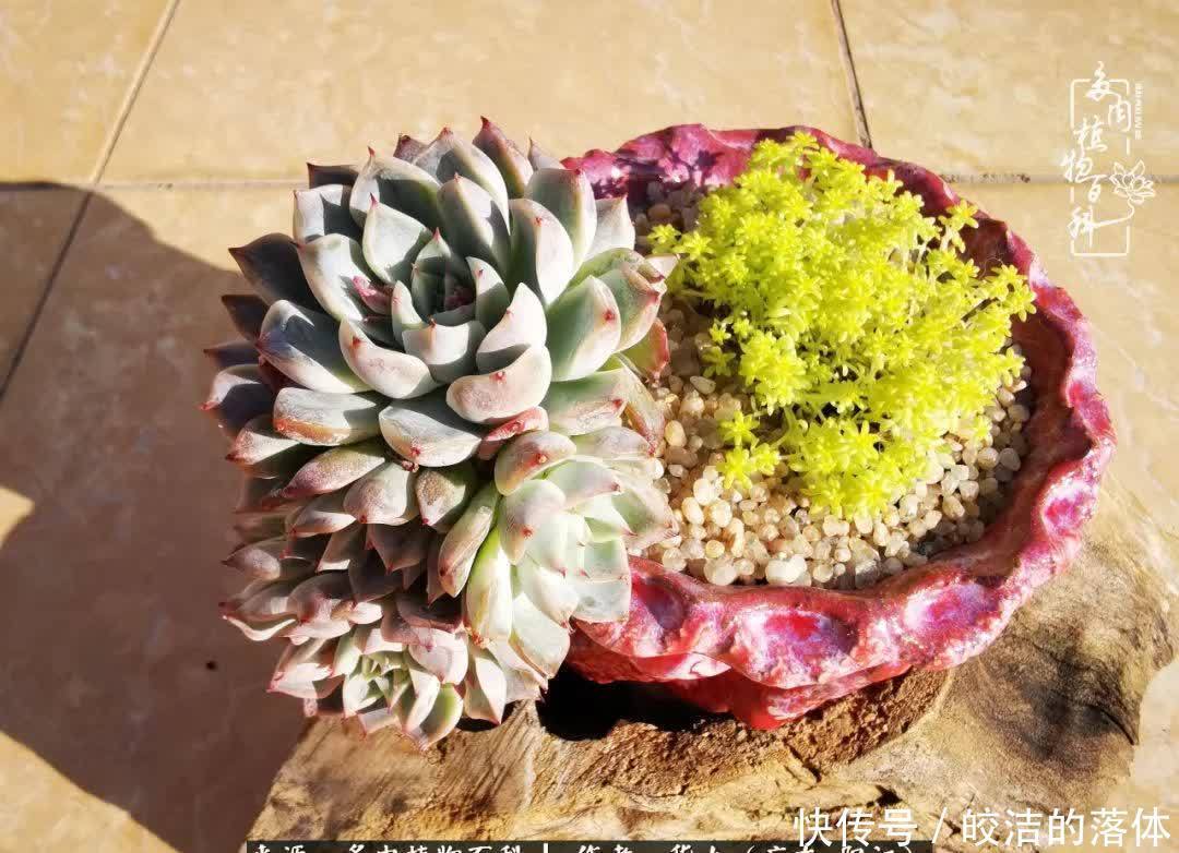 广东的冬天是多肉的春天,时间是最好的魔法师!