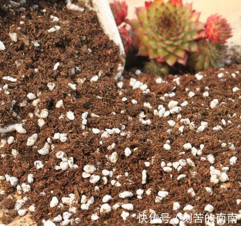 如何养好“多肉”免费教你一招“多肉”养殖技术