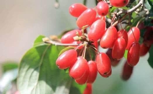 中华|中华厨祖,用做饭理论治国,获得高官厚禄。辅助商汤打败夏桀