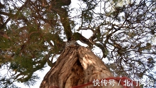 刘秀|稀奇！河南山村藏2千年古树根朝上，相传与王莽撵刘秀有关