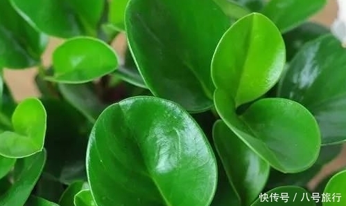 盆栽豆瓣绿长太高了怎么办？豆瓣绿长太高的处理方法