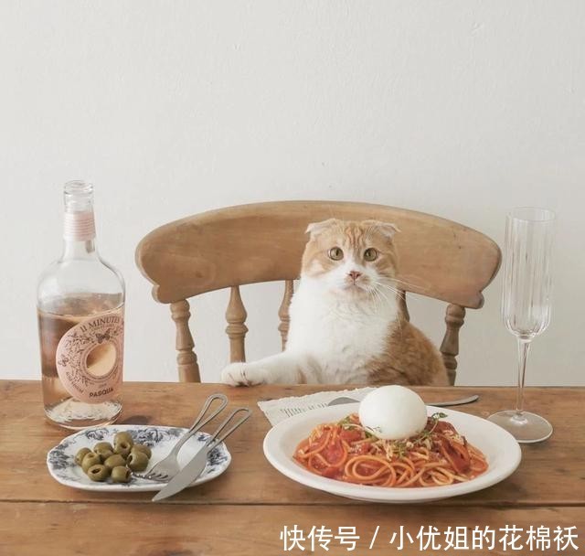 辜负|看了这位小姐姐的精致下午茶,甜品与猫,不可辜负