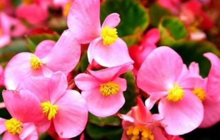 春天就养“4种花”,一入4月变成“开花机器”,开花一茬茬!