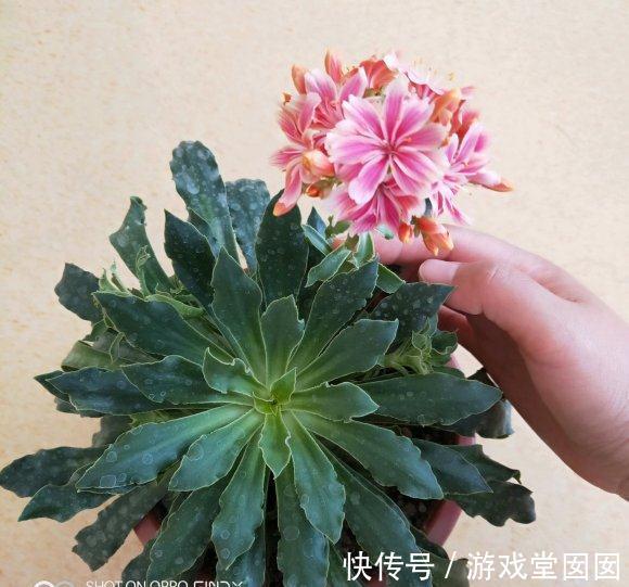 多肉露薇花,四季开花不停,你确定不养一盆