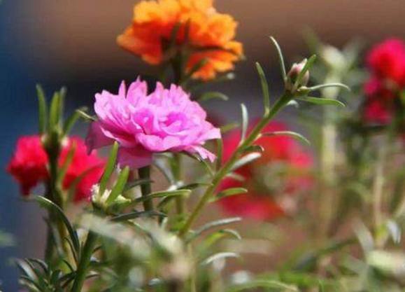 以下10种全年都能开花的室内盆栽，超好养护又容易爆盆！