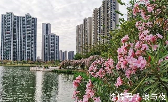 夹竹桃10片叶就可能要人命!为何还成为大城市“烂大街”的植物?