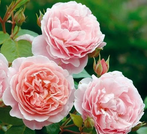 月季花越养开花越少？教你几招，不黄叶，花量翻倍，花期延长