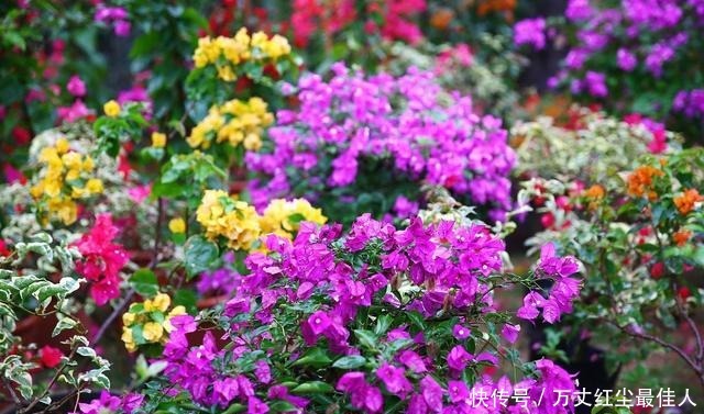 这1种花树,越养越“贵”,养上几年就成老桩树,上千都不卖