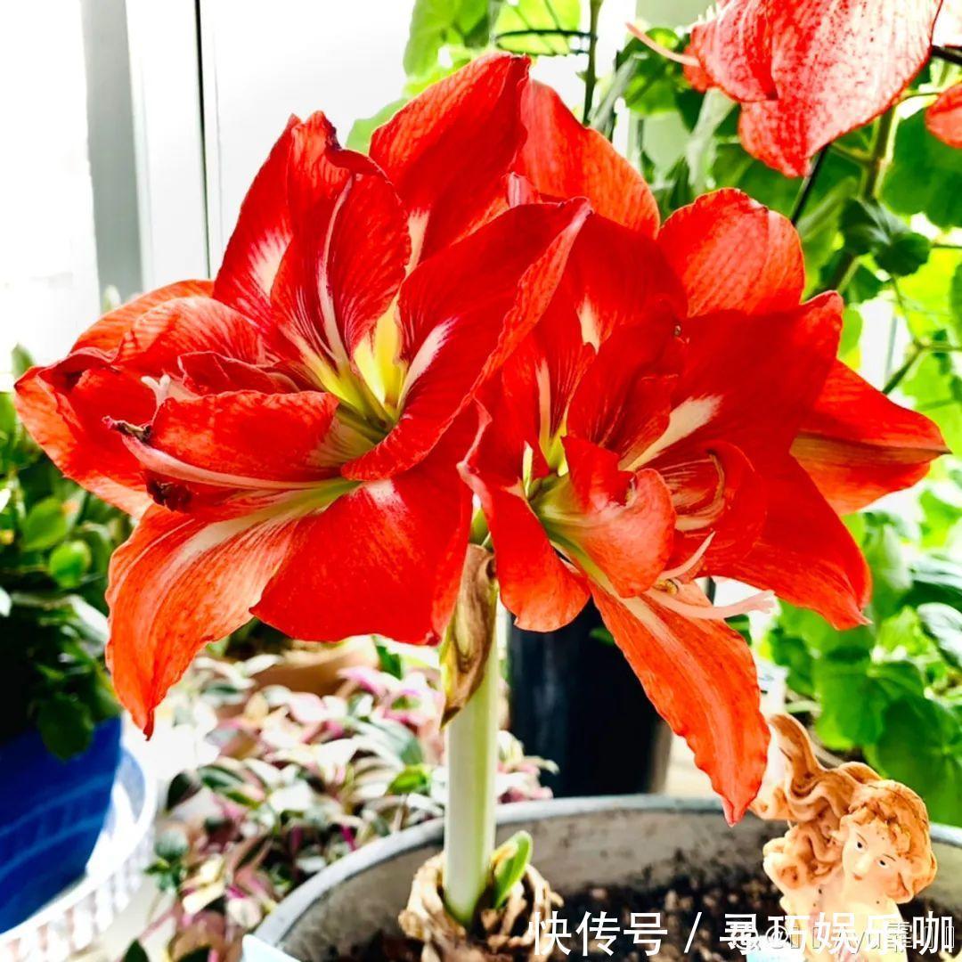 9种花特怕冷,低温浇水容易冻死,夜晚套袋子保暖