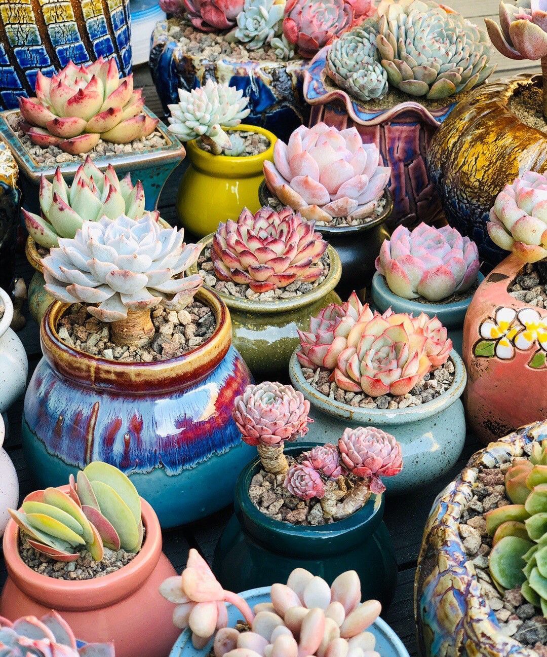 养多肉要“反向操作”,冬末直接放室外,快速上色,还容易爆小崽