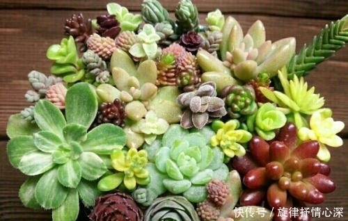 好看又好养关键还便宜，一不小心就爆盆的多肉，新手入坑必选