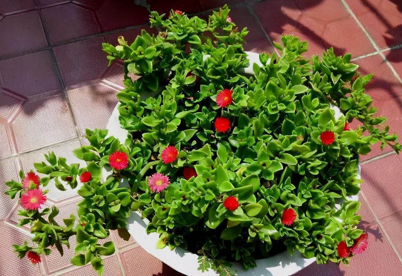4种花能观赏能“养人”，建议养几盆，好看又利于健康