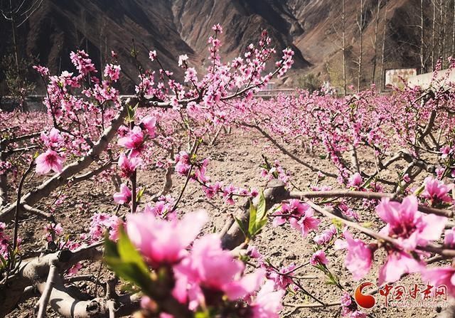 甘肃文县：人间三月芳菲始 踏青赏花正当时