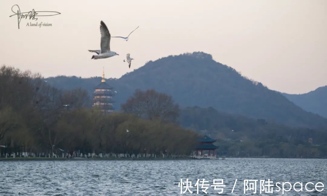 草棚子|西湖银鸥群不知从什么时候起已经消失不见，或许只是换了根据地？