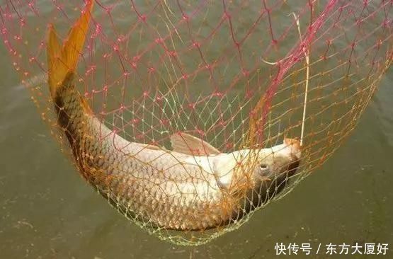钓龄十多年的老钓友,传授的鲤鱼饵料真的好用,学会一直爆护不断