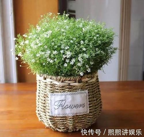 洗衣粉养花妙用学2招,使它来杀虫、催花,早知道早受益