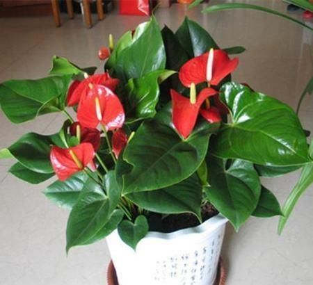 红掌不开花?盆里浇点它,花比叶子还多,红红火火一整年