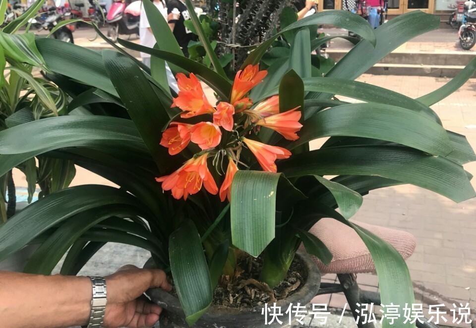 红艳艳|谁说君子兰在夏季休眠不开花只需一招,照样开花爆盆红艳艳