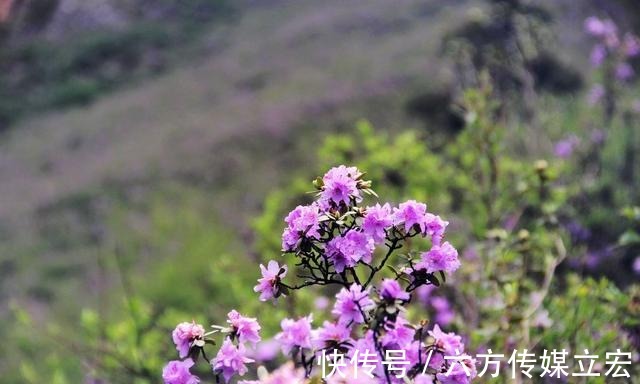 杜鹃花|青海夏季的山坡是这么的美丽，杜鹃花是最好的花