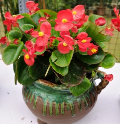 花中仙子四季海棠养护,做好这三点,植株旺,叶色绿,花更红