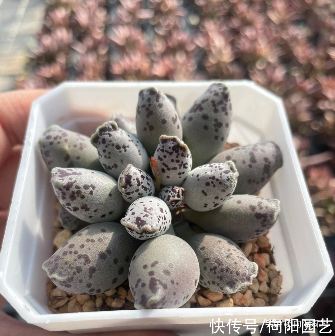 多肉海豹，教你养的圆鼓鼓，放在太阳下暴晒，一点水都别浇