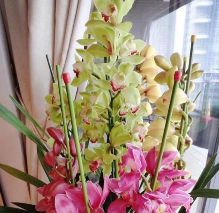 大花蕙兰|4种花养家里，四季都有花赏，满屋子飘香，养盆放阳台美极了