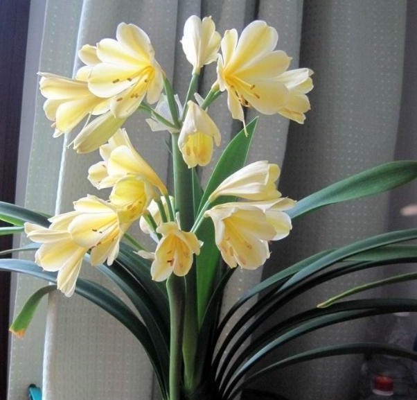 君子兰难开花在盆里埋点“它”,花剑蹭蹭窜,叶子油绿开爆盆!