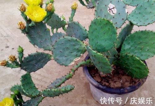 仙人掌“水”浇多了就烂根,问题不大,正确处理还能恢复!