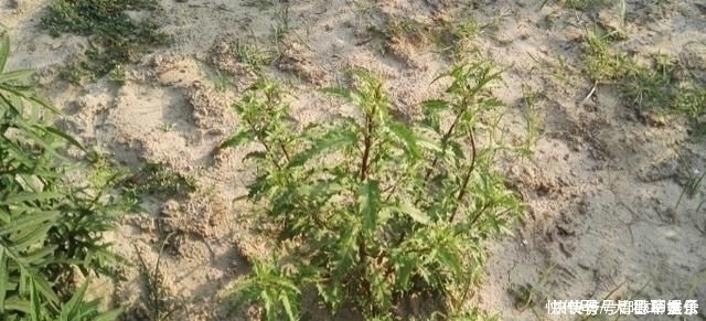 奇痒|得了“脚气”奇痒无比别慌,农村一常见野草,用它煮水帮您搞定