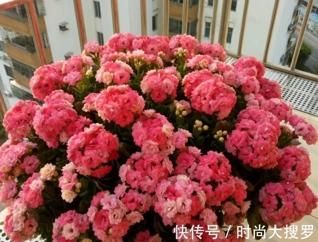 养长寿花,用这法,1年就能成老桩,开满五色花,独特又吉祥