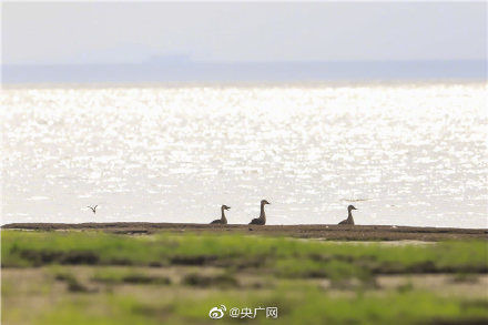 越冬|鄱阳湖迎越冬候鸟