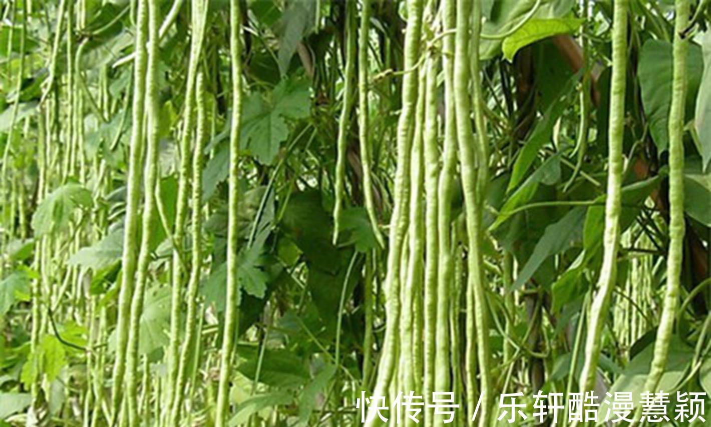 五花肉|秋后碰到这菜从不放过,一次准买好几斤,简单一炖超好吃还助消化