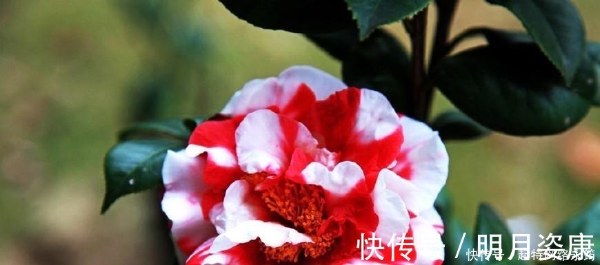 根壮|路边捡一把扔到花盆里,土壤肥的流油,根壮不腐烂,3年不用换土