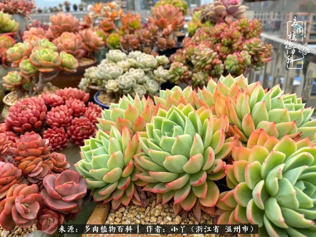 祖上无院家里无矿,一腔浪漫情怀付诸楼顶造花!