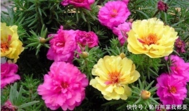 透气性|4种花好养又漂亮,很多人都默默的养,一年四季都能开花爆盆